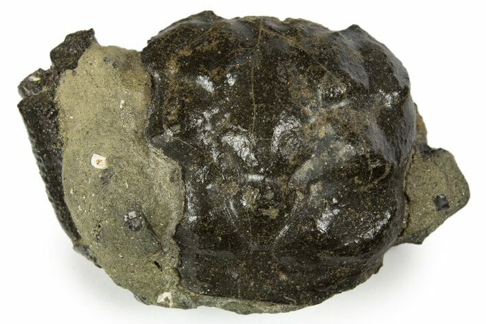 Cretaceous Crab (Dakoticaucer) Fossil - Mississippi #315759